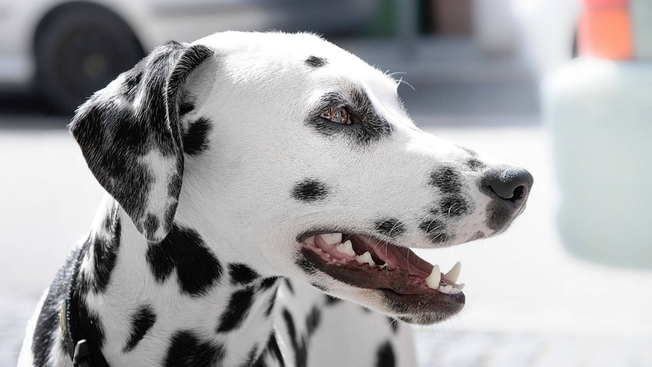 foto van een dalmatiër